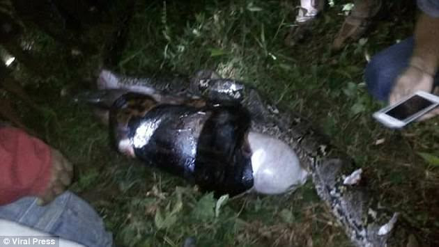  Locals gathered round as one man used an 18-inch long hunting knife to slice open the serpent - and found Akbar inside still in tact