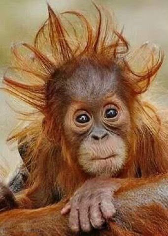 Hair-Bad-Day-monkey
