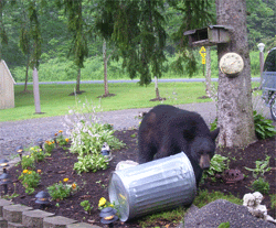 A black bear gets into some garbage