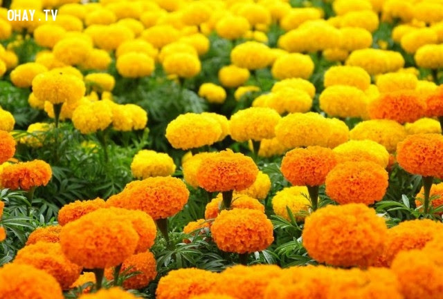 Hoa Cúc vạn thọ (Marigold) : Sự đau buồn – nổi thất vọng,ngôn ngữ các loài hoa,hoa đẹp,hoa ngữ