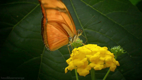 butterfly animated GIF