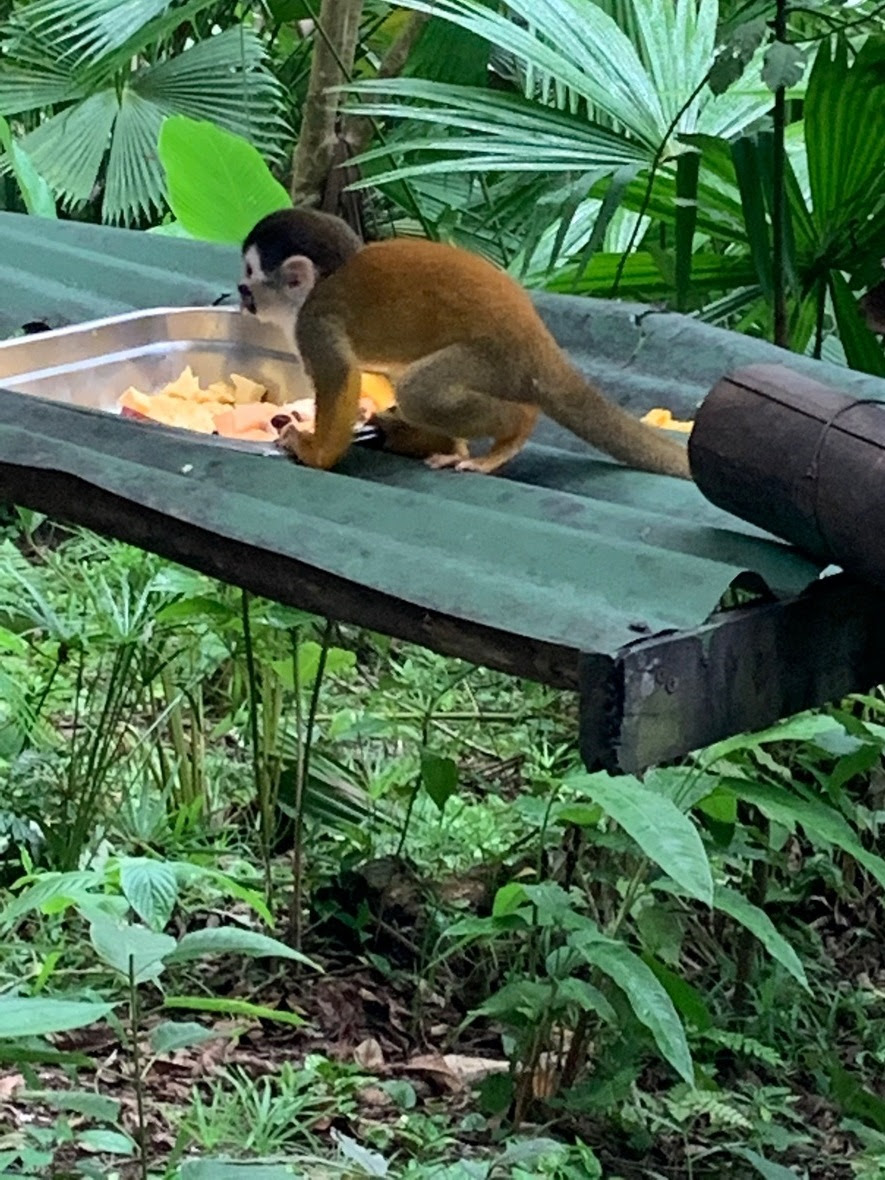 Side profile of baby squirrel monkey at food bowl