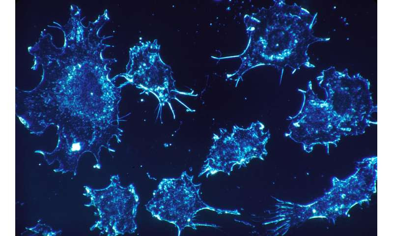 cancer cells