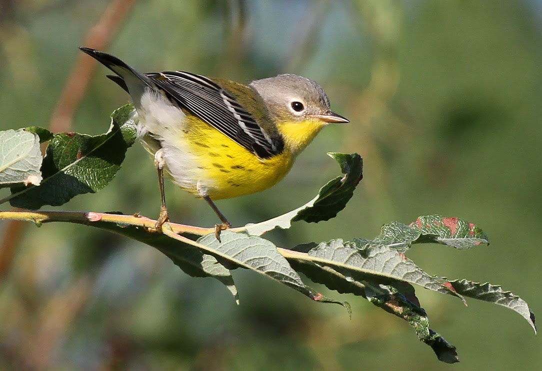 Magnolia warbler