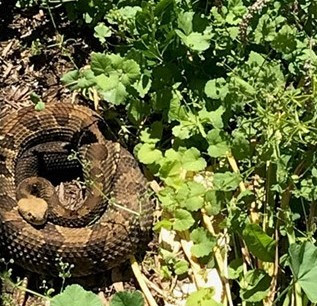 rattlesnake coiled up next to a patch of greenery