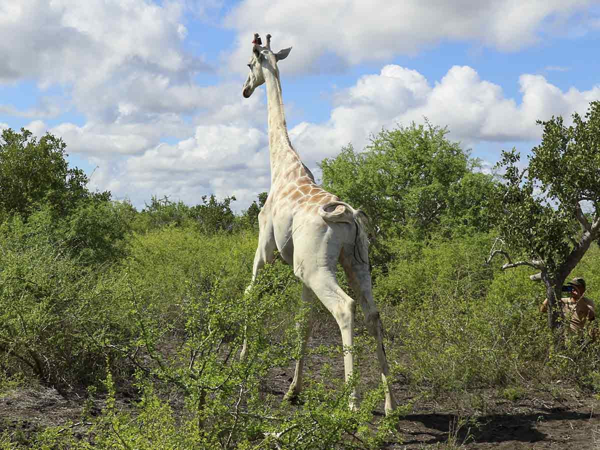 Ponen rastreador GPS a última jirafa blanca del mundo Ponen rastreador GPS a última jirafa blanca del mundo