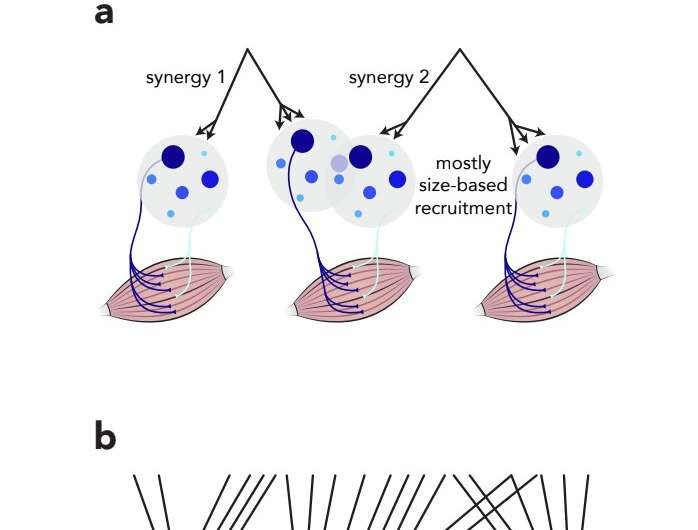 Motor units in the spinal cord might be far more flexible than we thought