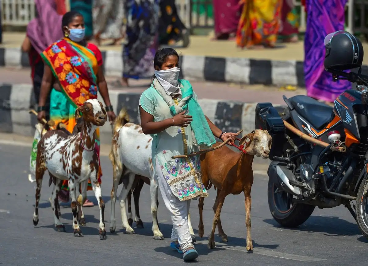 लॉकडाउन के बीच दिल्ली में मास्क पहनी महिलाएं,अपनी बकरियों के साथ जाती हुई.