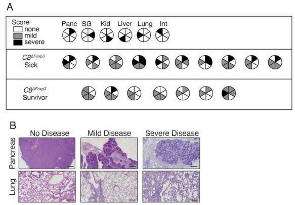 Could releasing 'handbrake' immune cells help supercharge immunity?