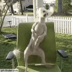Dog-dancing-in-chair