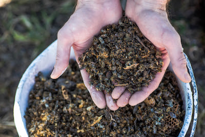 Hands holding dead bees