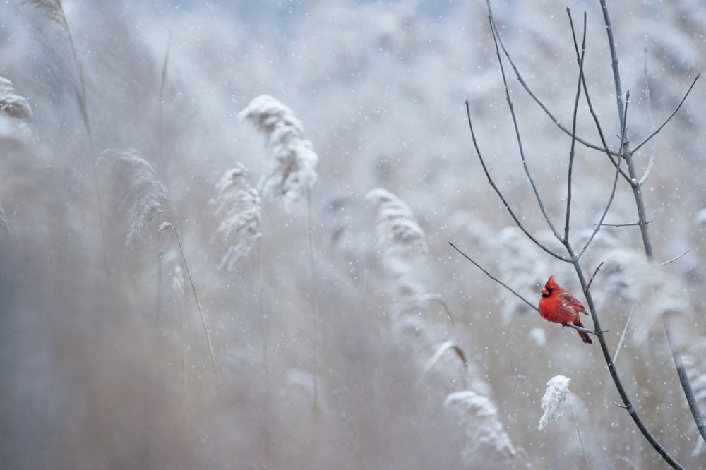 fotografia di messa a fuoco selettiva dell'uccello cardinale sul ramo di un albero