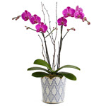 Lovely Living Orchid | Plants to USA