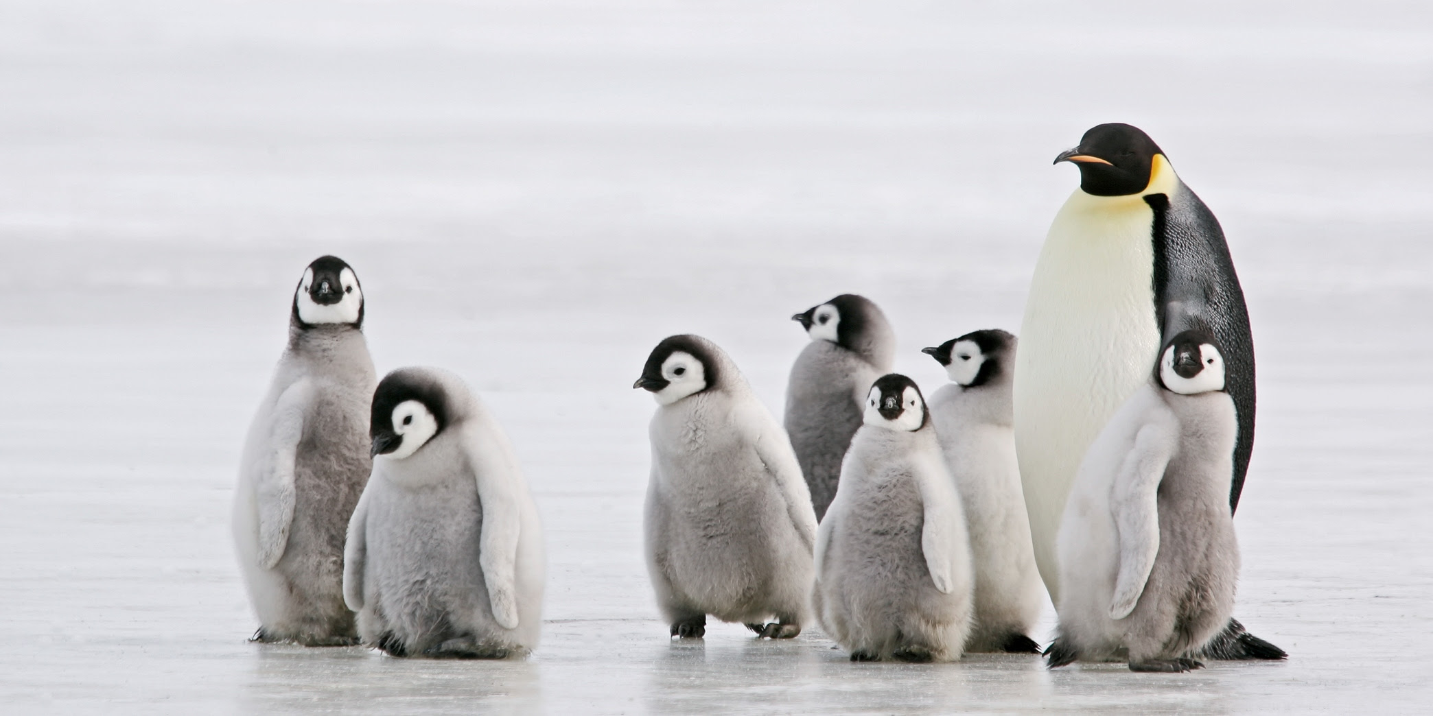 Photo of an adult emperor penguin looking after seven chicks