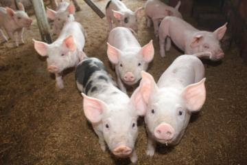 Senasa habría vacunado a 5.621.197 cerdos contra peste porcina clásica al cierre del 2021