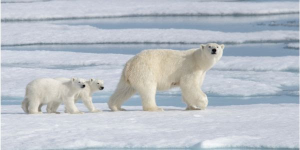 Polar bear with two polar bear cubs