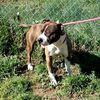 KUMA, BELLISSIMO E FIERO AMSTAFF 0