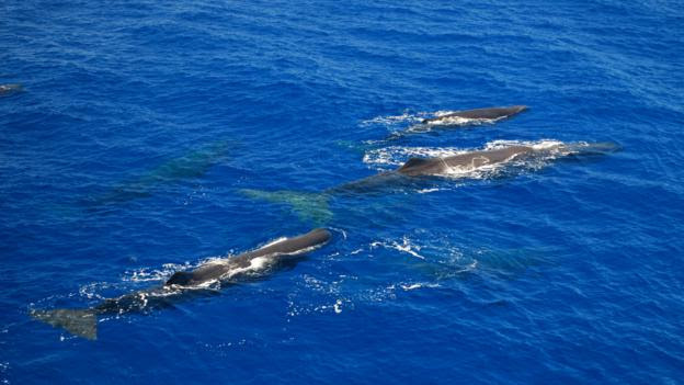 (Credit: Marina Milligan/ Dominica Sperm Whale Project)