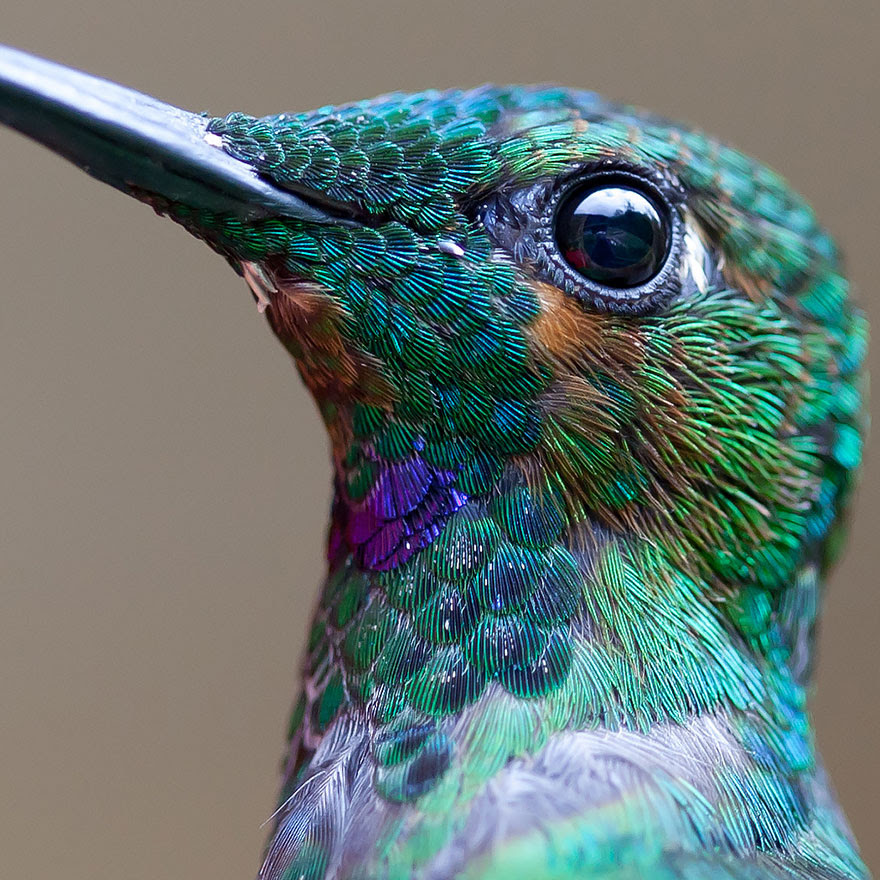BREATH-TAKING HUMMINGBIRD CLOSE-UPS Cute-beautiful-hummingbird-photography-1