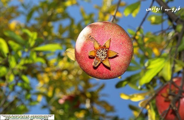 موسم قطف الرمان في لورستان