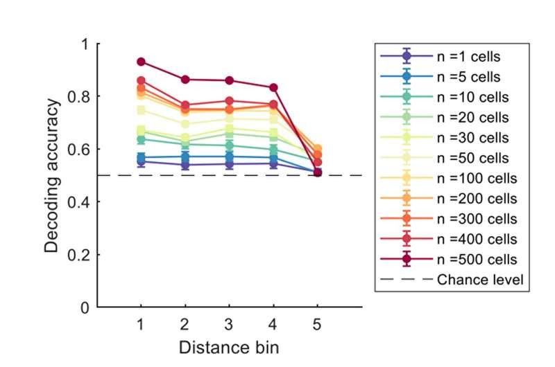 Study finds that object-related information is distributed across CA1 neurons of the hippocampus