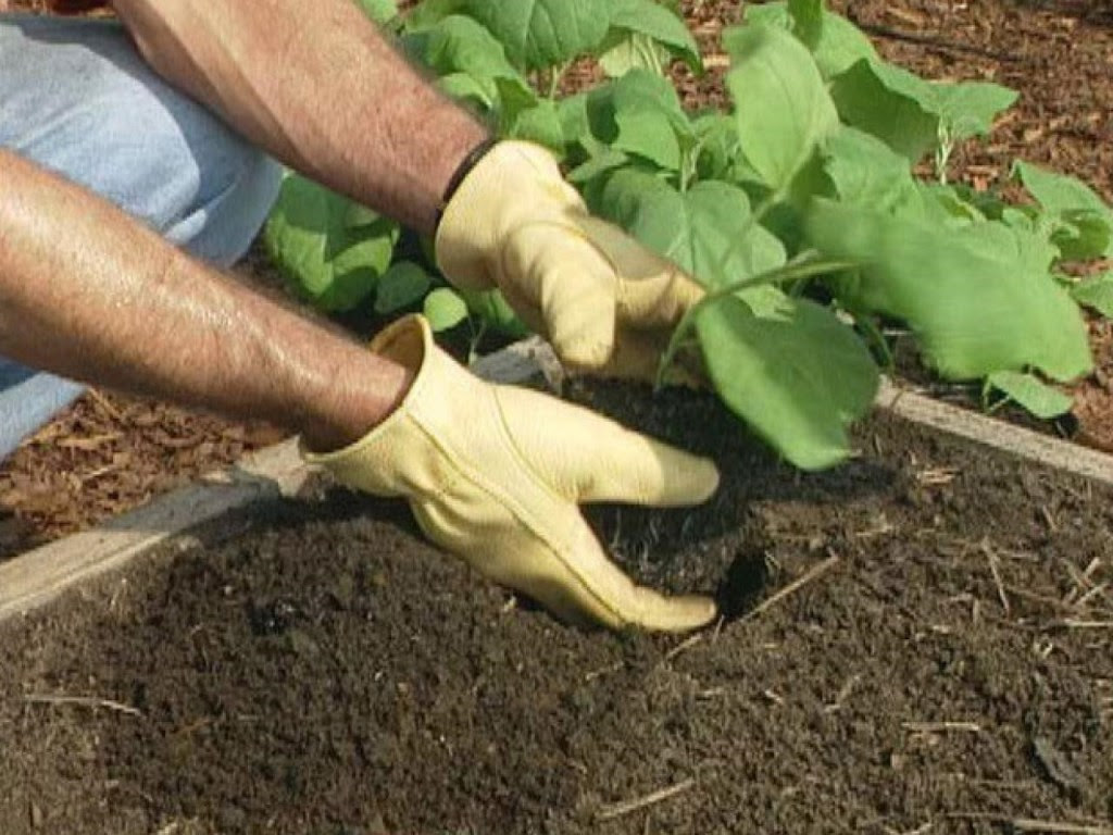 Eggplant DIY