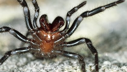 Australia Rains Bring Relief From Fires—and a Surge in Deadly Spiders image