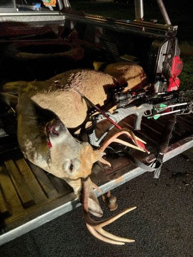 dead deer and crossbow on truck bed