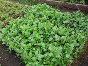 Watercress - Aqua, sown early Sept, harvesting since late Oct. - 8th Nov