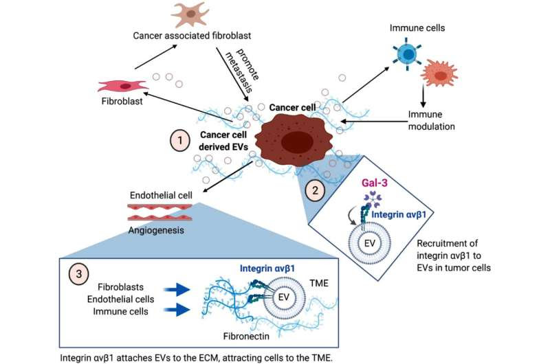 Proteins in cell-based particles could lead to early diagnosis and treatment of breast cancer metastasis