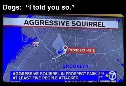 quote dog aggressive squirrel told u so