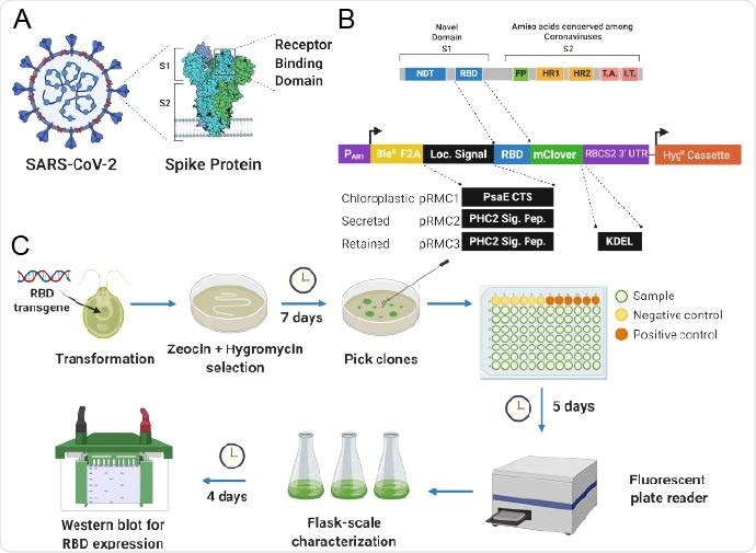 (A) Diagram of the SARS-CoV-2 viral particle with crystal structure of the spike (S) protein highlighted with Subunits 1 and 2 indicated (S1, S2, respectively). The Receptor Binding Domain (RBD) is located in the more variable subunit 1. (B) Vector design and construction. The peptide structure of the spike protein indicating the N-Terminal Domain (NTD), Receptor Binding Domain (RBD), Fusion Peptide (FP, Homology region 1 and 2 (HR1, HR2), Transmembrane association domain (TA) and Intracellular Terminal (IT). A C. reinhardtii nuclear codon optimized version of the RBD-coding sequence was cloned in to a vector containing the AR1 promoter (PAR1) driving a transcriptional fusion of the Bleomycin resistance gene (BleR), FMDV Foot-and-mouth disease virus 2A (F2A) ribosomal-skip motif and 5’ mClover green fluorescent protein tag. A separate Beta-tubulin2 promoter driving Hygromycin resistance was used for secondary selection. Three different versions of the RBD were generated. A chloroplast-directed version through N-terminal fusion of the PsaE chloroplast transit sequence, a secreted version by the addition of the PHC2 secretion signal peptide, and an ER188 Golgi system retained version by the subsequent addition of a C-terminal KDEL Golgi retention sequence. (C) Schematic summarizing transformation process and timeline including drug selection, clone down selection through 96-well microtiter plates, and then flask-scale characterization of candidate RBD-expressing lines.