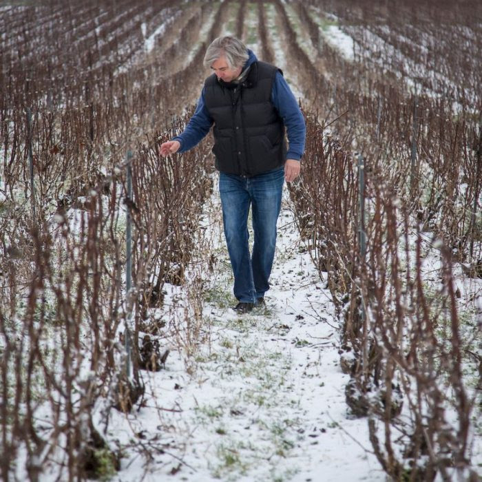 Winemaker checking the vines in winter