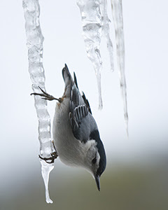 white-breasted nuthatch perched on an icicle