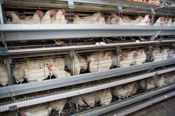 La suba de costos, la informalidad impositiva y laboral complican la producción avícola