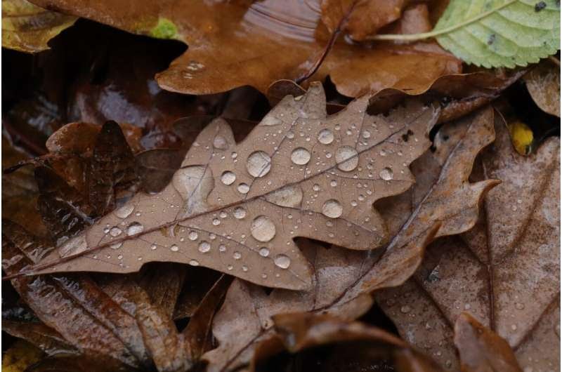 fall rain