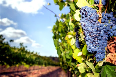 Israeli vineyard and grapes