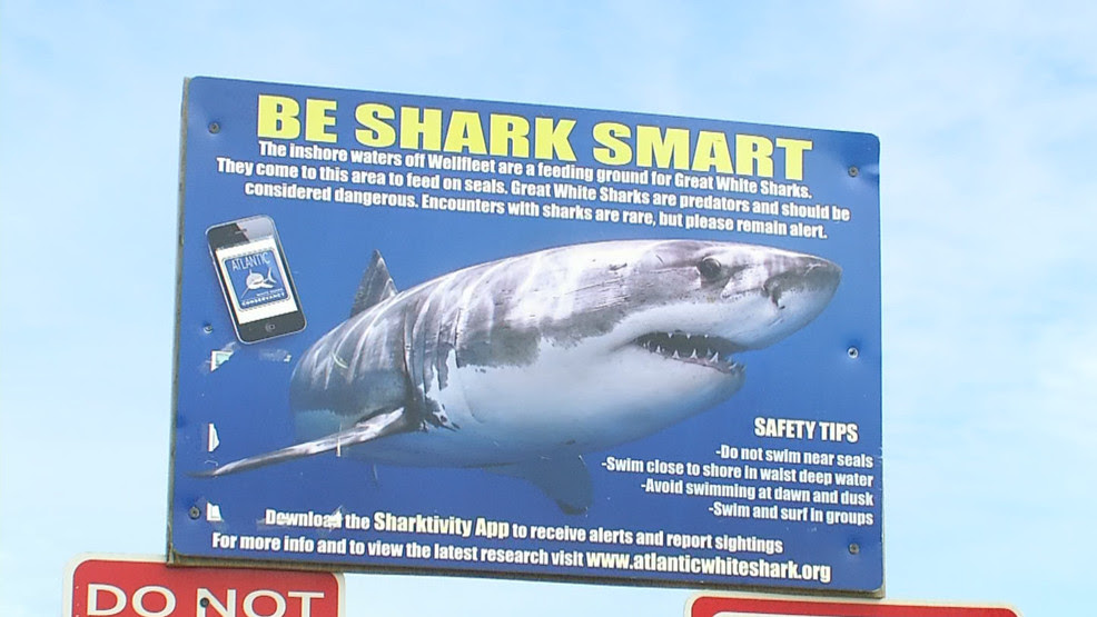  Great white shark spotted off Nantucket