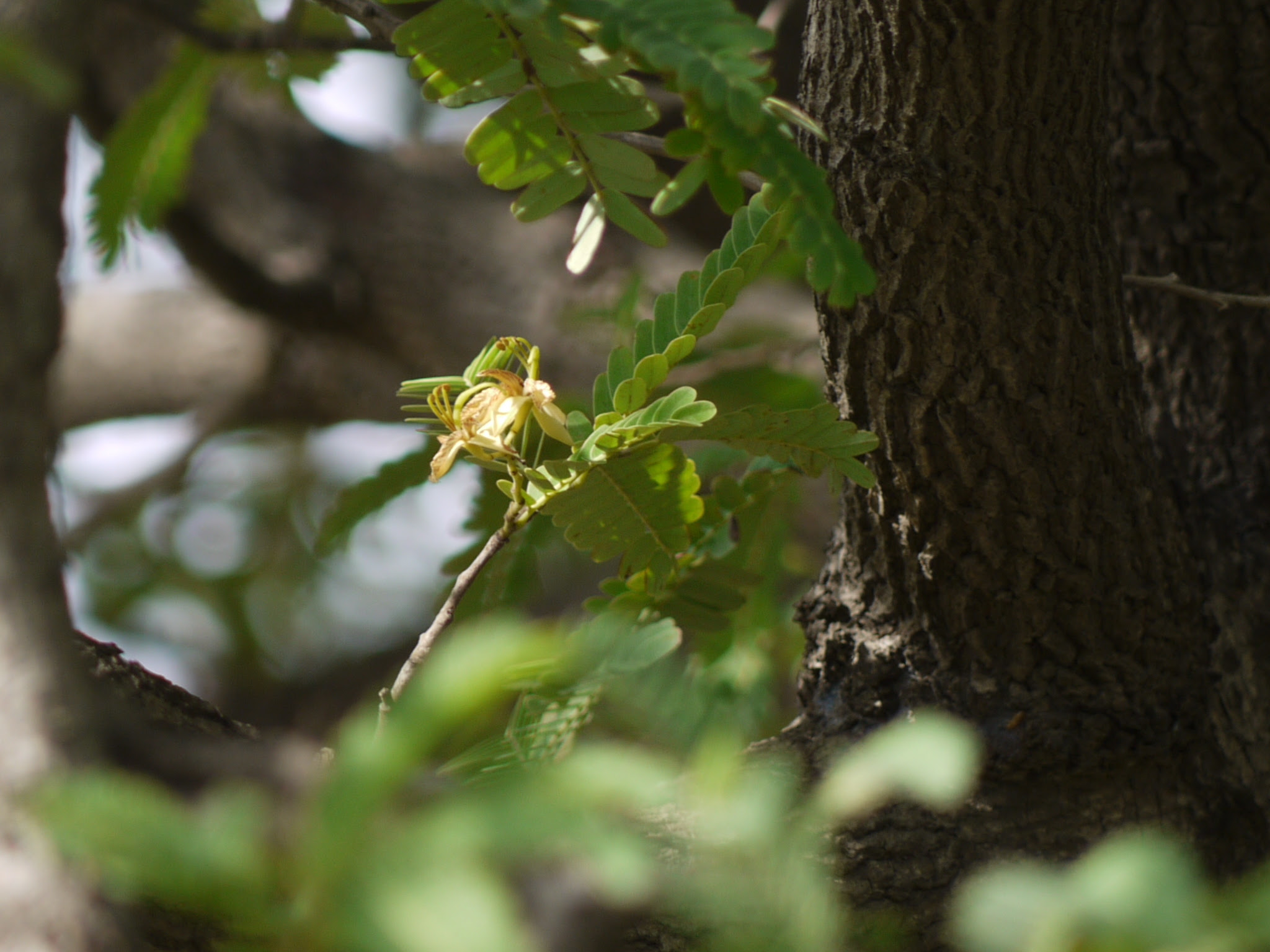 Tamarindus indica L.