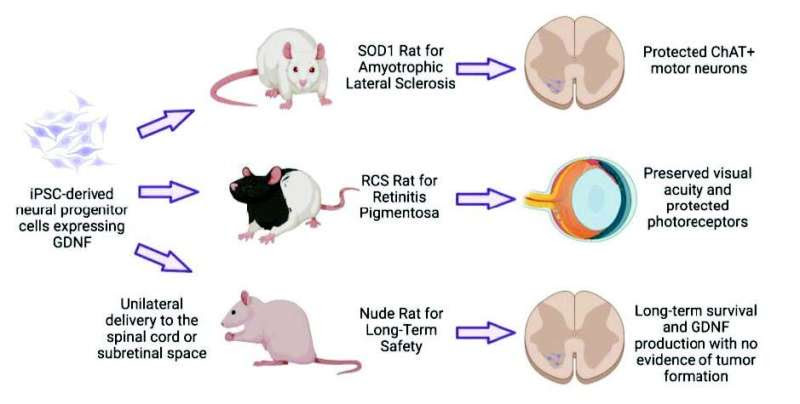 A renewable, engineered cell product shows potential for treating neurodegenerative and retinal diseases