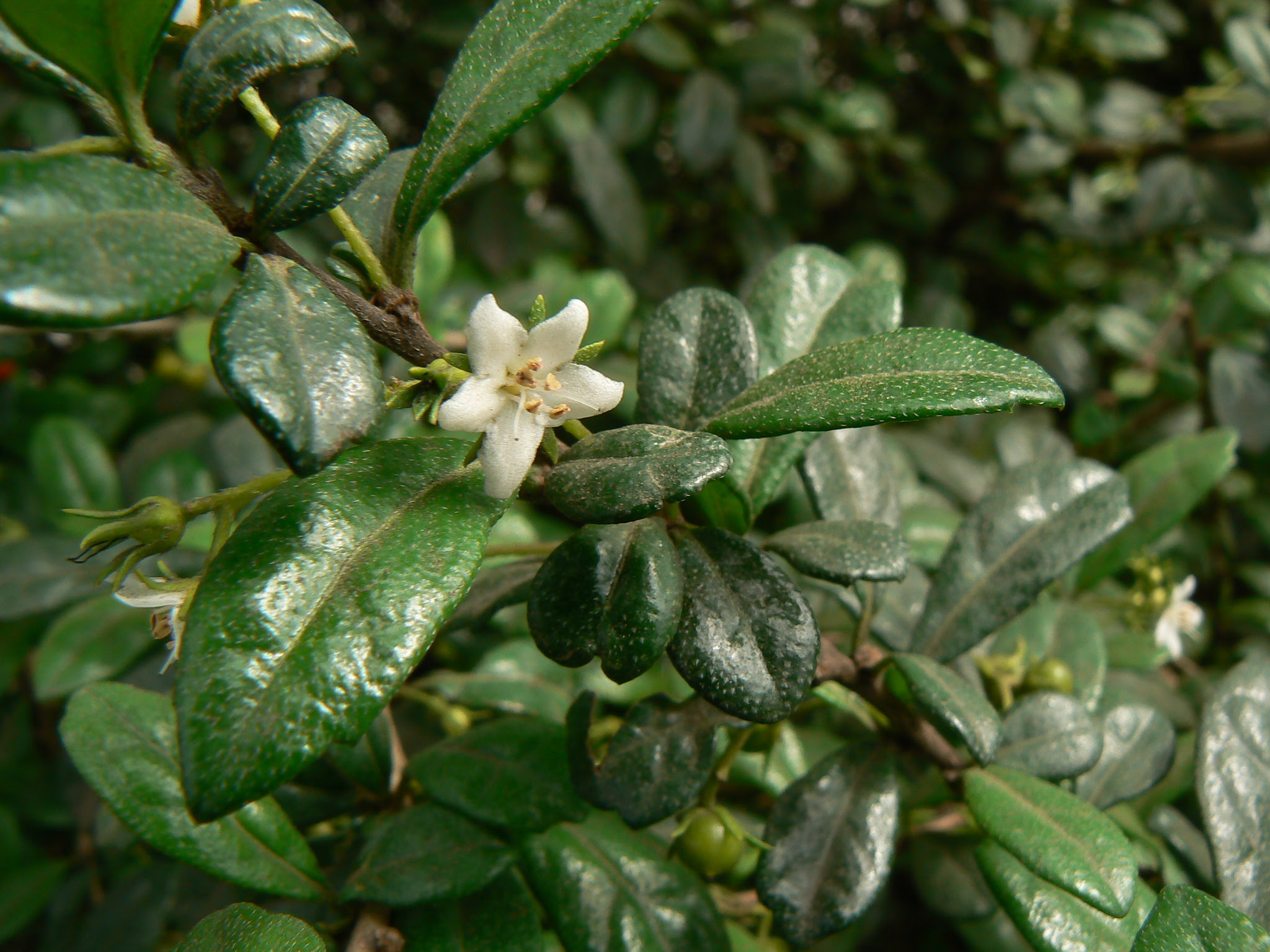 Ehretia microphylla Lam.