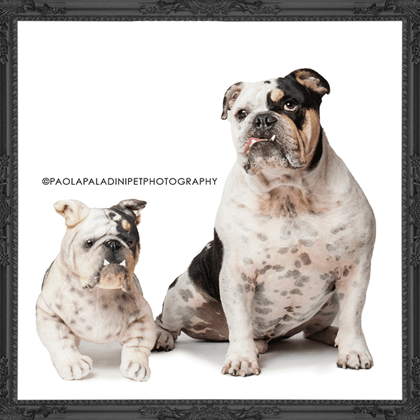 dog stuffed animal