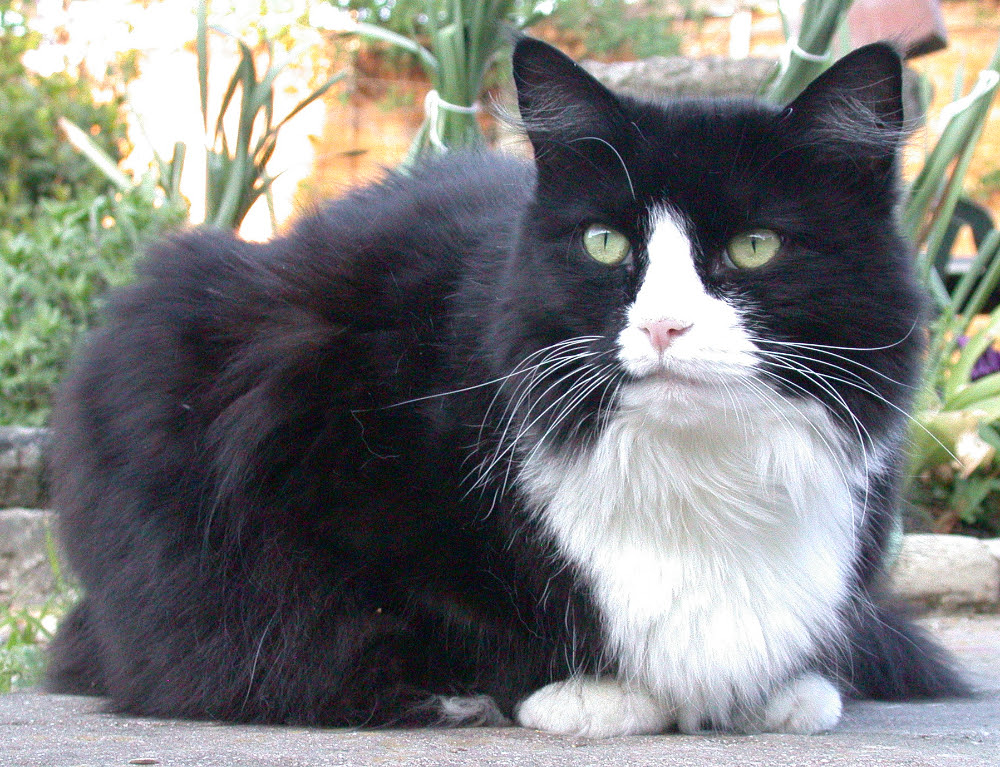 Fflwff, a black and white cat