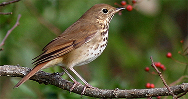 Do you know the name of this bark-brown songster?