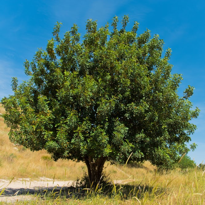 Árbol de pistacho en el valle de Ela 