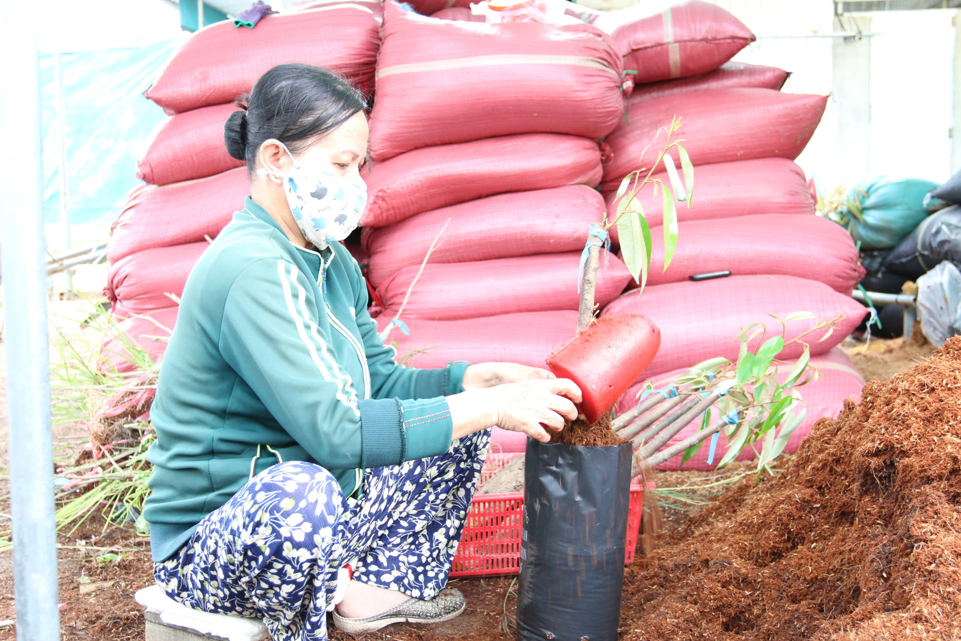 Agribank đồng hành cùng làng nghề sản xuất cây giống - Ảnh 3.