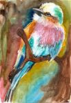 5x7 Lilac Breasted Roller Colorful Bird painting Watercolor by Penny StewArt - Posted on Sunday, March 15, 2015 by Penny Lee StewArt