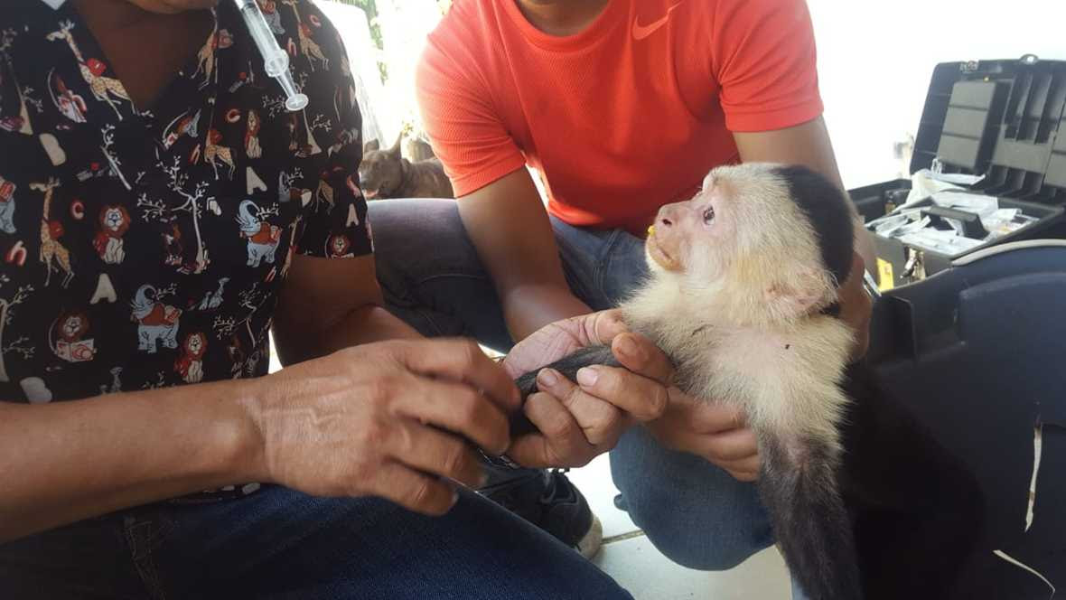 Young male capuchin behind held by worker while vet examines his arm