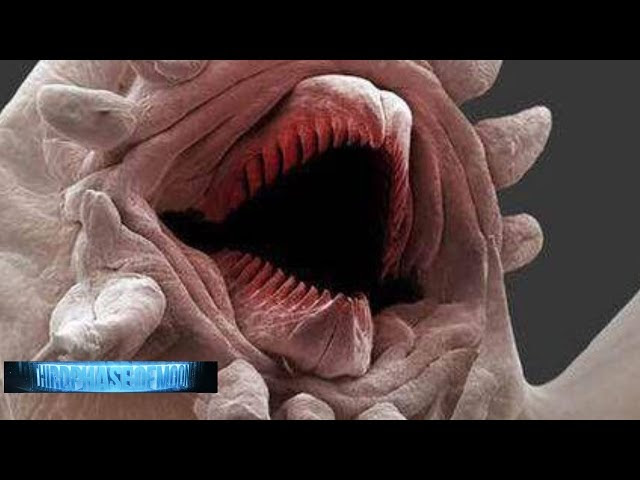 MIND BLOWING!! ALIEN LIKE CREATURE FOUND ON EARTH!! NASA UFO CAN'T EXPLAIN 2016  Sddefault