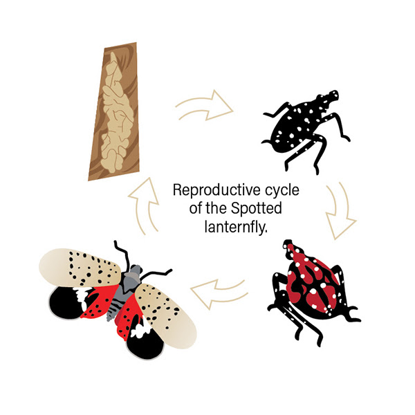 lanternfly-cycle